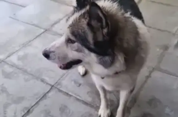 Хаски найден на Раушана Абдуллина 2, Тюмень