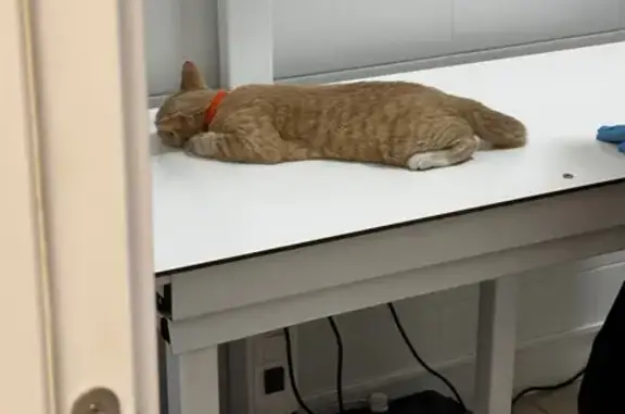 Найдена кошка, Коммунарка, фото: Найдена кошка, 20 Коммунарка