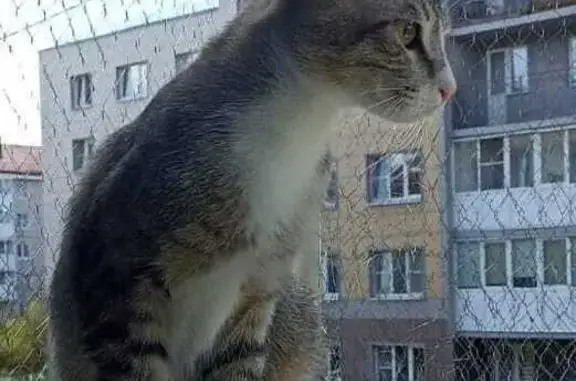 Пропала кошка, Галицкая ул. 3, Шушары