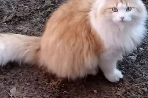 Пропала кошка, Рабочая ул., 20, Пушкино