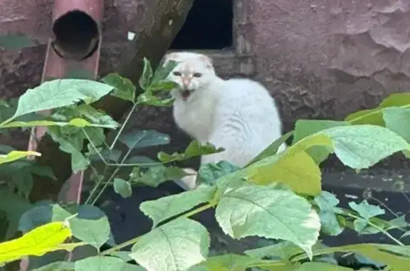 Кошка найдена: Самаркандский б-р, 13 к4