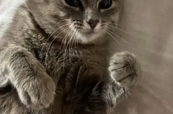 Пропала кошка, ул. Лермонтова 277, Иркутск