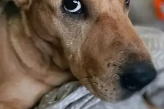 Пропала собака, ул. Сафонова 22/33