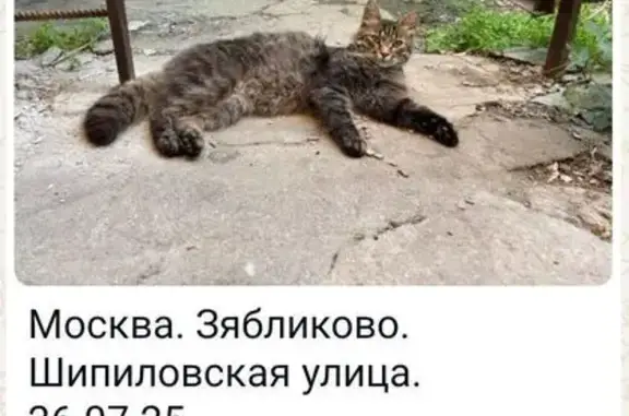 Кошка найдена: Шипиловская ул. 48 к1