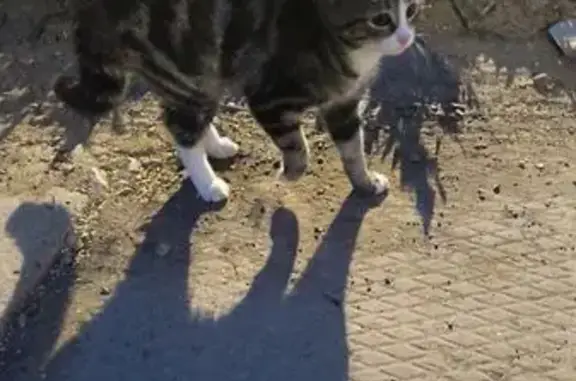 Объявления о пропавших и найденных животных, Кудымкар, фото: Пропала кошка, Революционная, Кудымкар