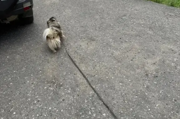 Собака найдена: Боевая ул., Кострома