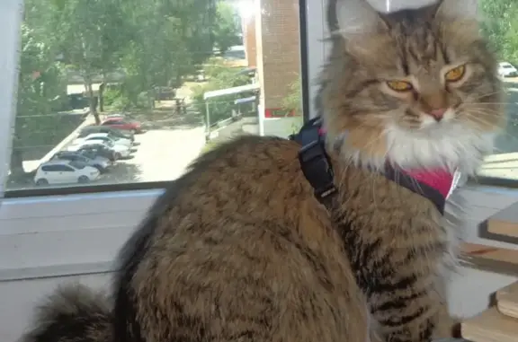 Кошки потеряшки, Ижевск, фото: Потеряшка кошка, Ижевск, ул. 7-я Подлесная, 71