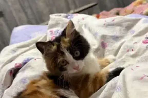 Пропала кошка, ул. Кирова 28, Будённовск