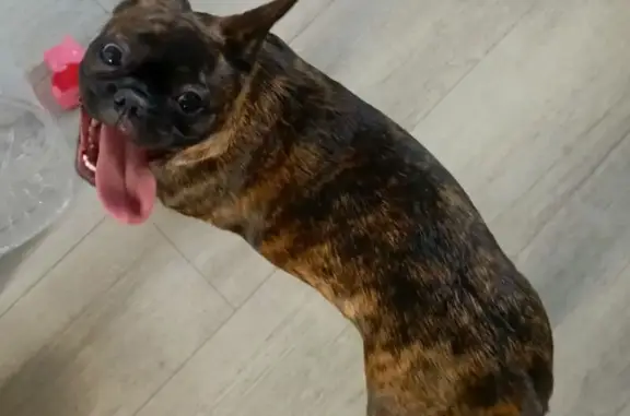 Пропала собака, Молодёжная ул., 16