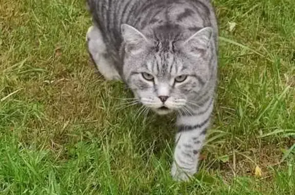 Кошка найдена: Широтная ул., 148/1, Тюмень