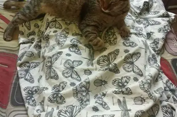 Найдена кошка, Нижний Новгород, фото: Кошка найдена: ул. Фучика, Нижний Новгород