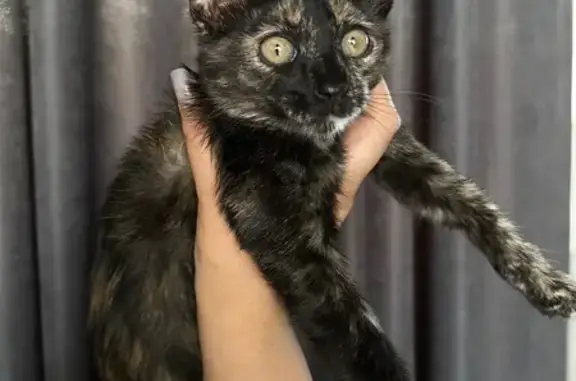 Котенок найден у Пятерочки, Аверкиева 28