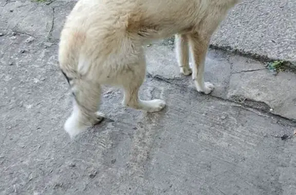 Найдена собака, , фото: Собака найдена на Невском заводе, Шлиссельбург