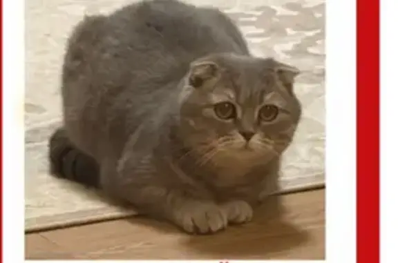 Пропала кошка, 1-й Совхозный пр., 15, Рязань