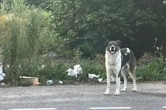 Найдена собака, Кисельнинское сельское поселение, фото: Собака найдена на 41К-383, Кисельнинское СП