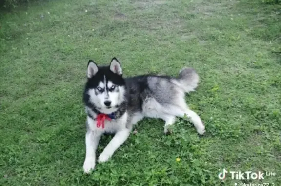 Найдена собака, , фото: Собака найдена: Борисов, вокзал М1