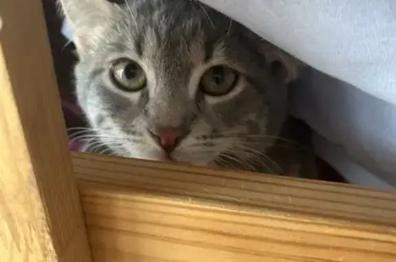 Найдена кошка, Краснодар, фото: Серый кот найден: ул. Снесарева 18, Краснодар