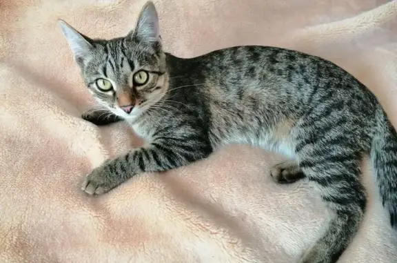 Пропала кошка, ул. Культуры, 21, Н. Новгород