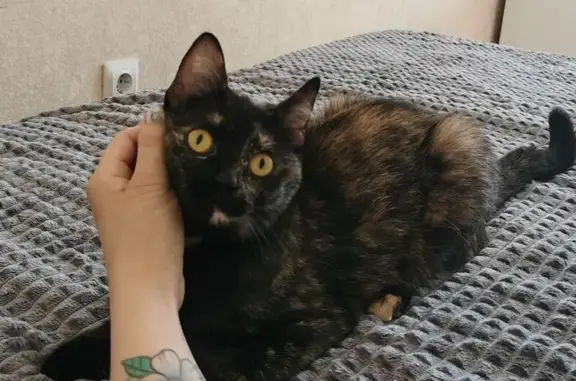 Потерянные животные Салехард, фото: Пропала кошка, ул. Броднева, 37, Салехард