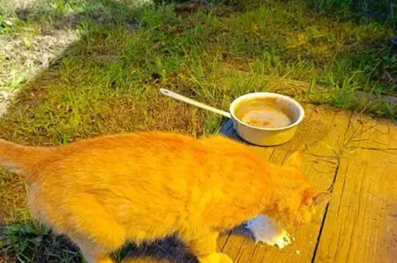 Кошка найдена: Вязовская 44, Богородицк