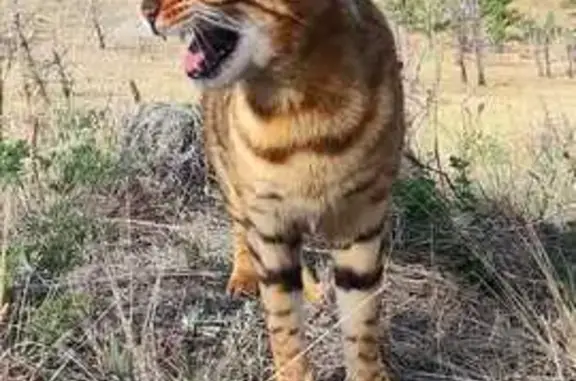 Кошки потеряшки, Шара-Тоготское, фото: Потеряшка кошка в районе базы Тутайский прибой