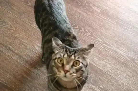 Кошки потеряшки, Железногорск, фото: Потеряшка кошка, ул. Калинина, 15, Железногорск