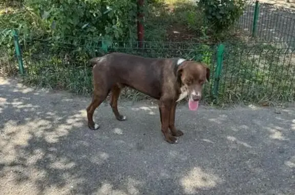 Найден кобель, Краснодар, Артюшкова 19