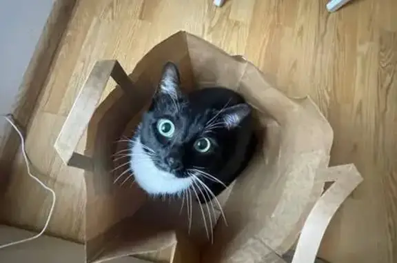 Кошки потеряшки, Бугровское, фото: Потеряшка кошка Дуся, Центральная ул. 36