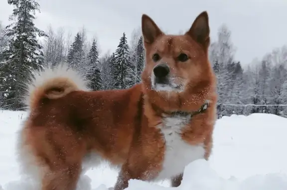 Собаки потеряшки, Березники, фото: Потеряшка собака, ул. Папанинцев, Березники