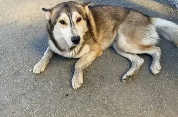 Собаки потеряшки, Копейск, фото: Потеряшка собака на ул. Хмельницкого, 38-2