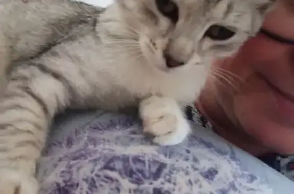 Найдена кошка, Энгельс, фото: Найдена кошка: Полтавская ул., 1, Энгельс