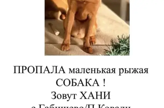 Пропала собака на ул. Нефтяников, 4