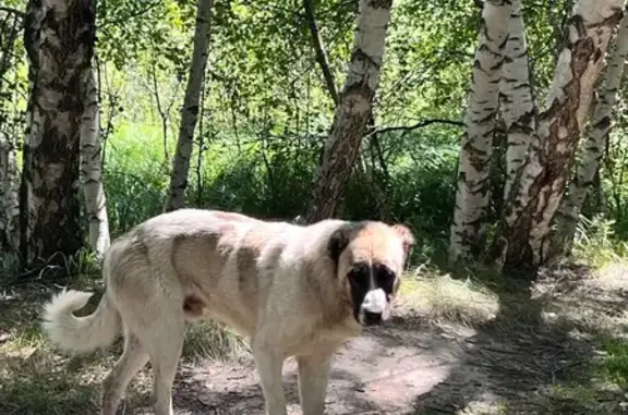 Найдена собака, Верхний Баксан, фото: Алабай найден на озере, А-158, Верхний Баксан