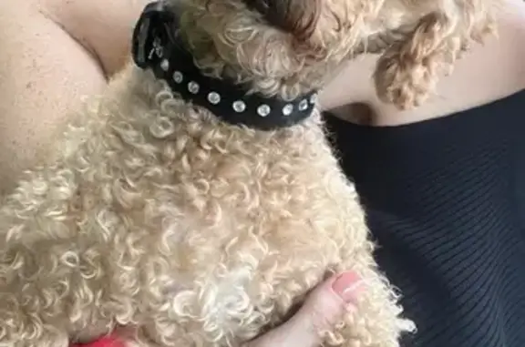 Найдена собака, Курск, фото: Собака найдена на Пучковке, 17, Курск