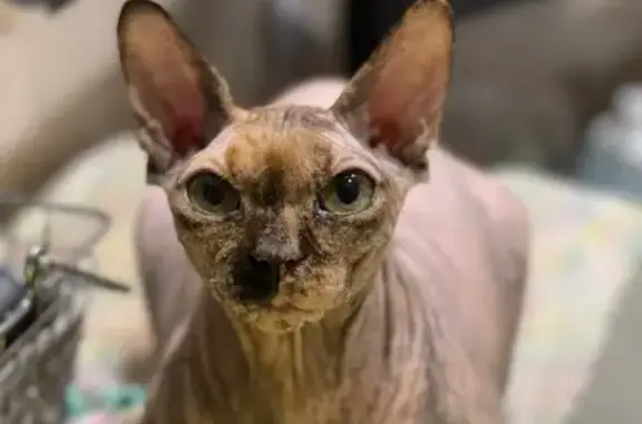 Кошки потеряшки, Звенигород, фото: Потеряшка кошка-сфинкс, ул. Лермонтова, 19