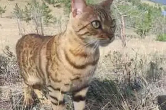 Пропала кошка, Сахюрта, Забайкалье