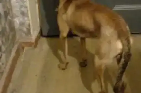 Найдена собака, Новоуральск, фото: Собака найдена: ул. Ленина, 56, Новоуральск