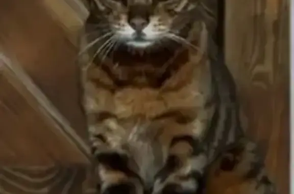 Пропал кот, ул. Строителей, Геологоразведка