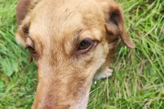 Собака найдена на 12 км дороги к Алексеевне