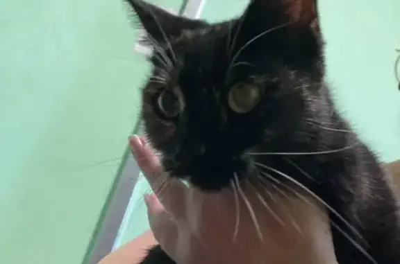 Кошка найдена на Железноводской, 13