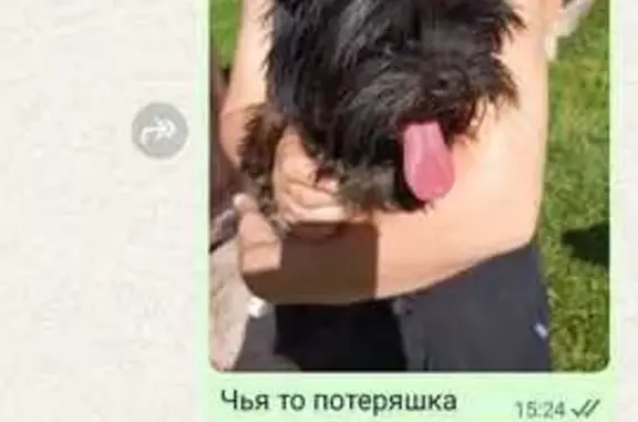 Найдена собака, , фото: Найден кобель, Центр. ул., 26