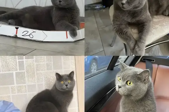 Кошки потеряшки, Новороссийск, фото: Потеряшка кошка, Суворовская 39/49, Новороссийск