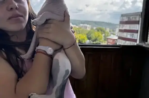 Кошка Сфинкс найдена: Комсомольская пл., НН