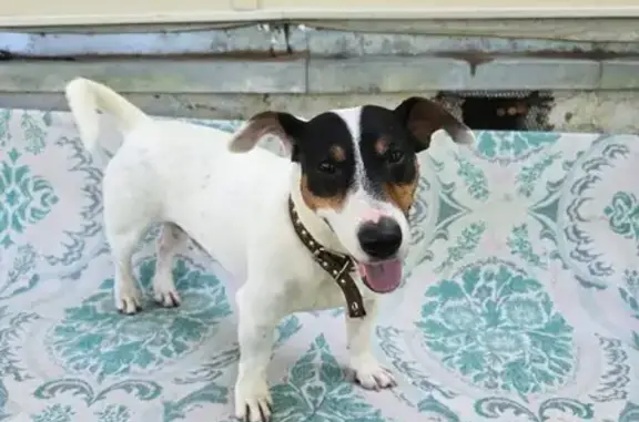 Собака найдена, пл. Ленина, Тула