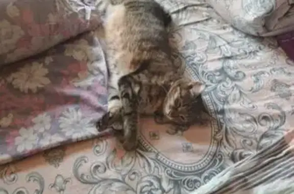 Пропала кошка, Борцовский, Хакасия