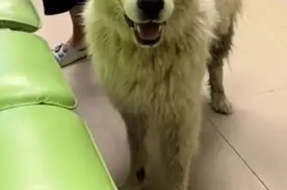 Найдена собака в деревне Пижма