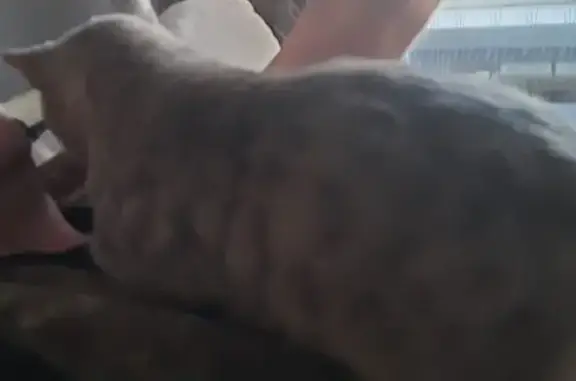 Кошки потеряшки, Аша, фото: Потеряшка кошка, ул. М. Горького, 75, Аша