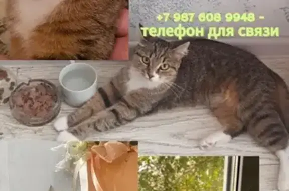 Пропала кошка, Вологодская 13, Уфа
