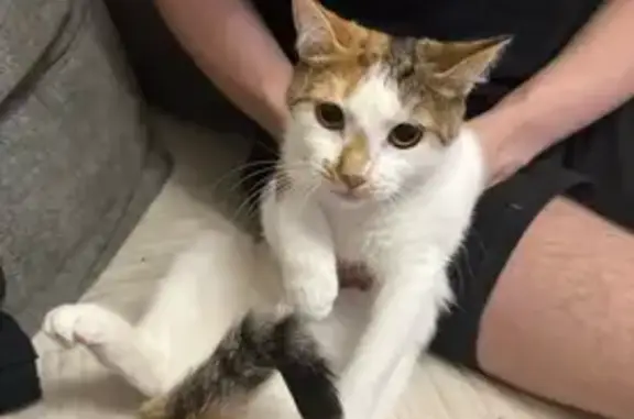 Кошки потеряшки, Санкт-Петербург, фото: Потеряшка кошка на Малой Балканской 58