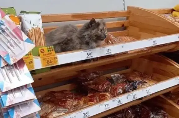 Кошки потеряшки, Инза, фото: Потеряшка кошка, Садовая ул., Инза